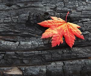 Clean Technology Innovation Initiative – Save the Date